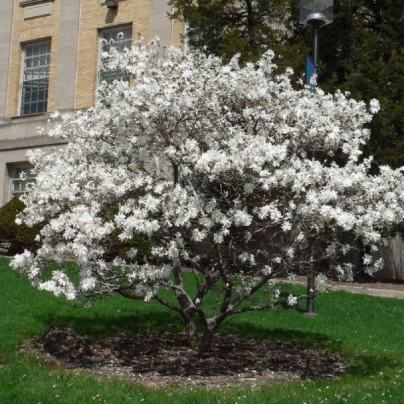 Магнолия Кобус