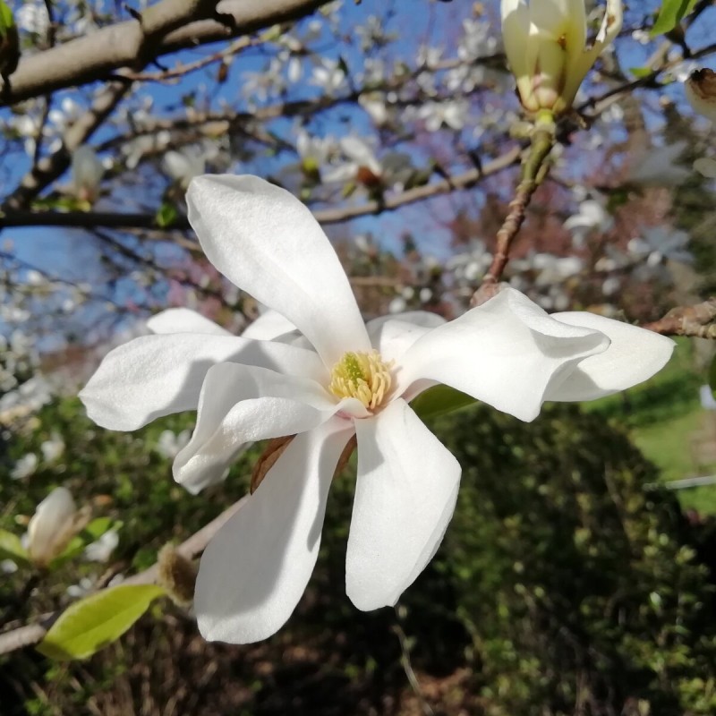 Магнолия Кобус