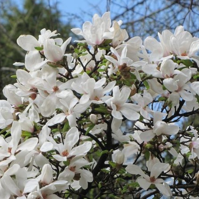 Магнолия Кобус