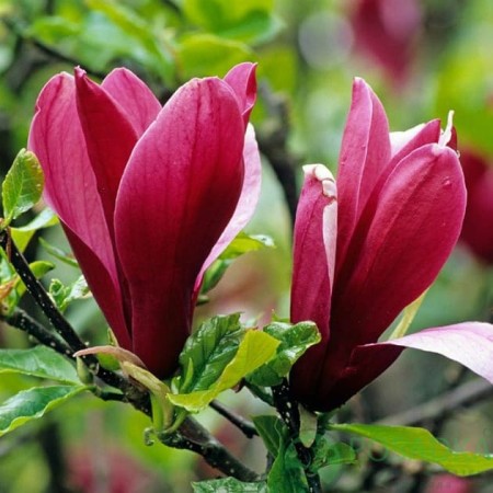 Магнолия Лилиецветная