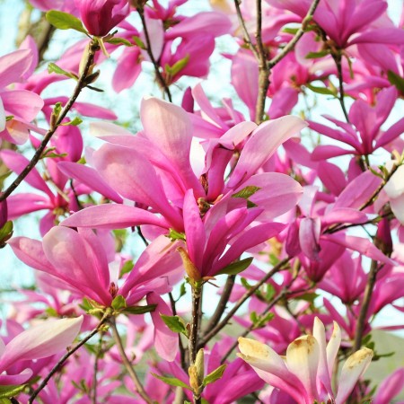 Магнолия Лилиецветная