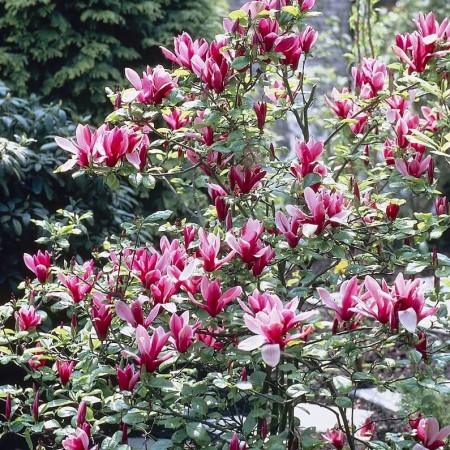 Магнолия Лилиецветная