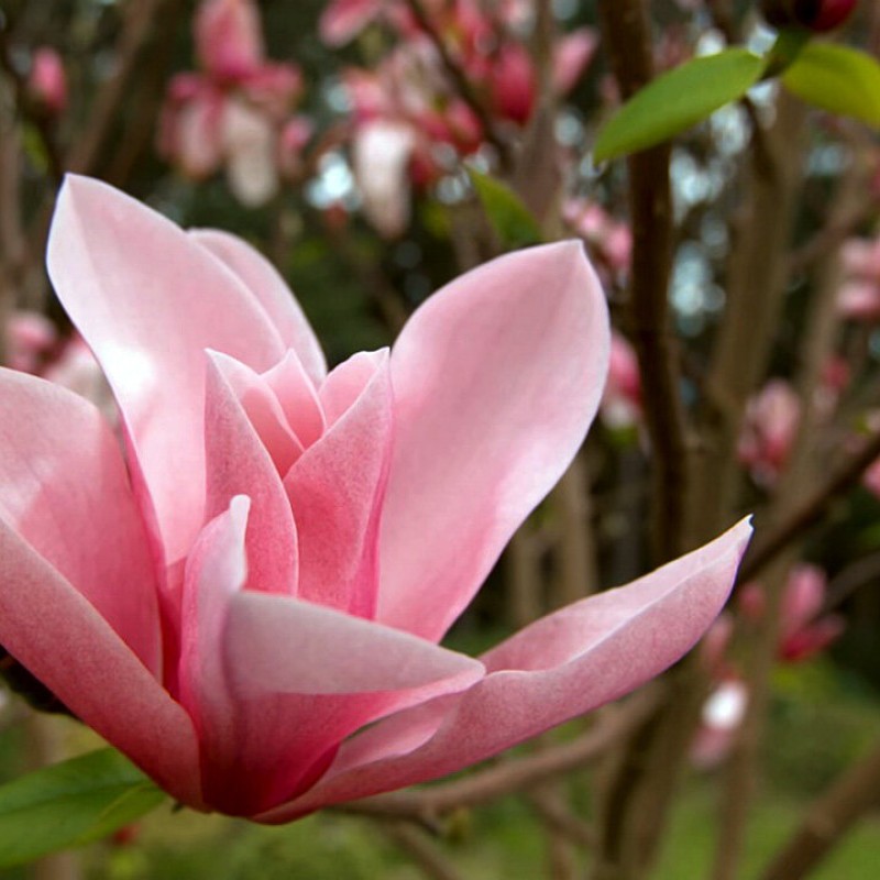 Магнолия Лилиецветная