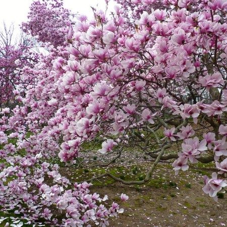 Магнолия Суланжа