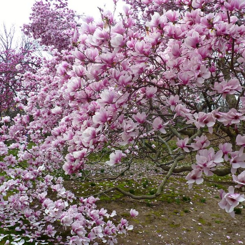 Магнолия Суланжа