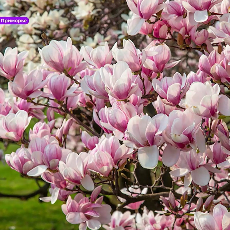 Магнолия Суланжа