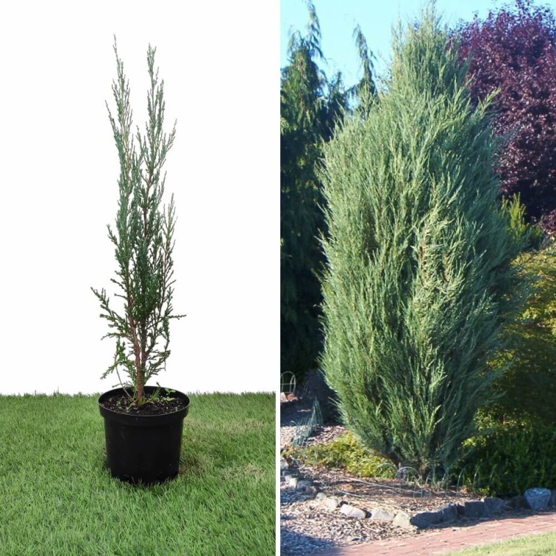 Можжевельник скальный Skyrocket 50-70 см