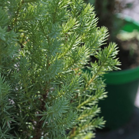 Можжевельник китайский Stricta 40-60 см