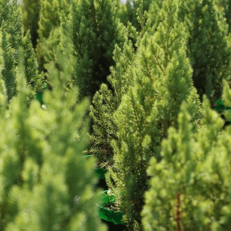 Можжевельник китайский Stricta 40-60 см