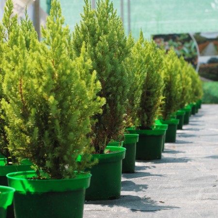 Можжевельник китайский Stricta 40-60 см