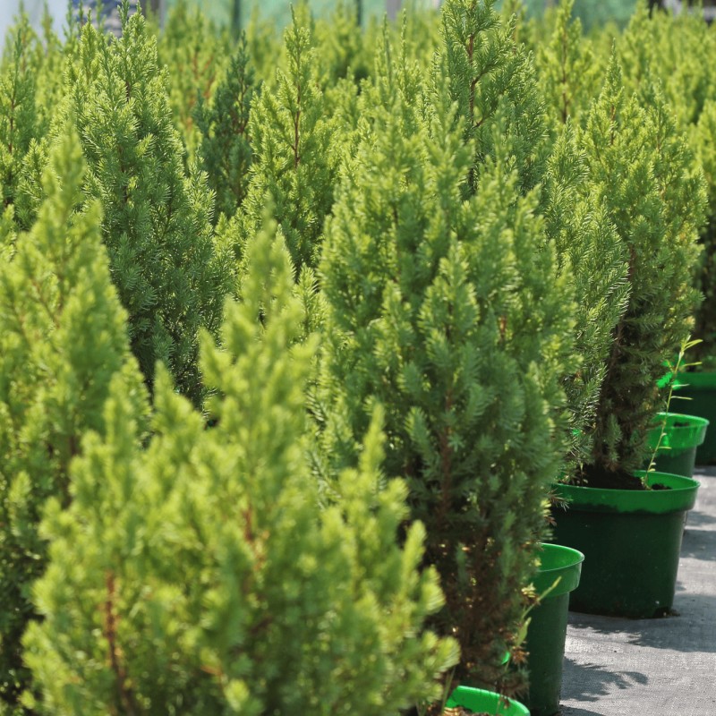 Можжевельник китайский Stricta 40-60 см