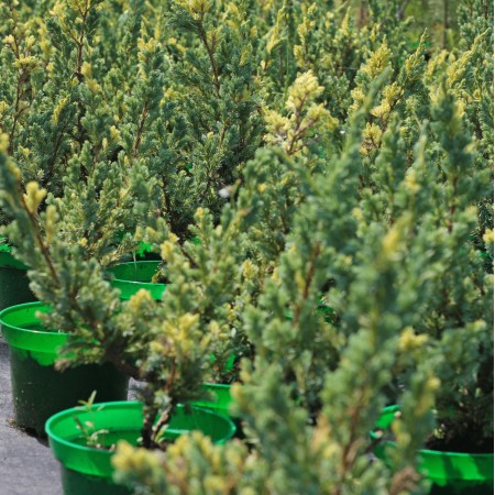 Можжевельник чешуйчатый Golden Flame 40-60 см