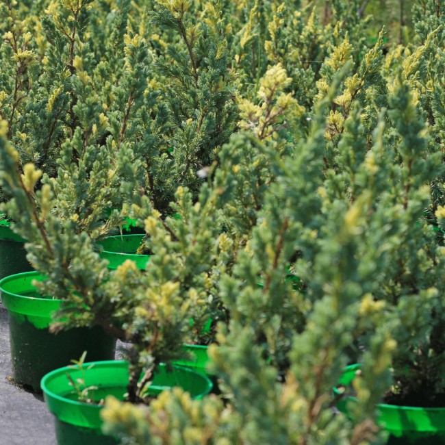 Можжевельник чешуйчатый Golden Flame 40-60 см