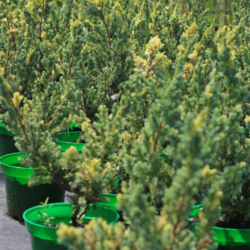 Можжевельник чешуйчатый Golden Flame 40-60 см
