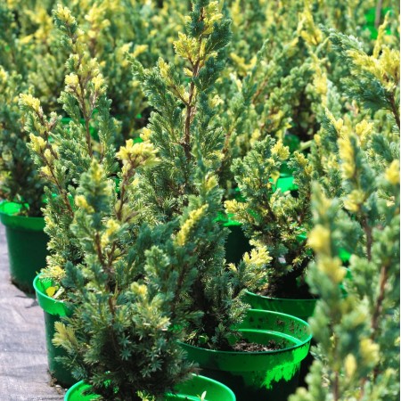 Можжевельник чешуйчатый Golden Flame 40-60 см