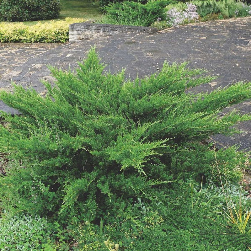 Можжевельник средний Mint Julep 40-60 см