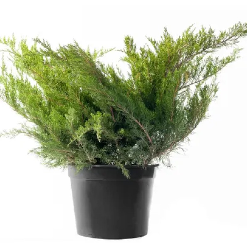 Можжевельник средний Mint Julep 40-60 см