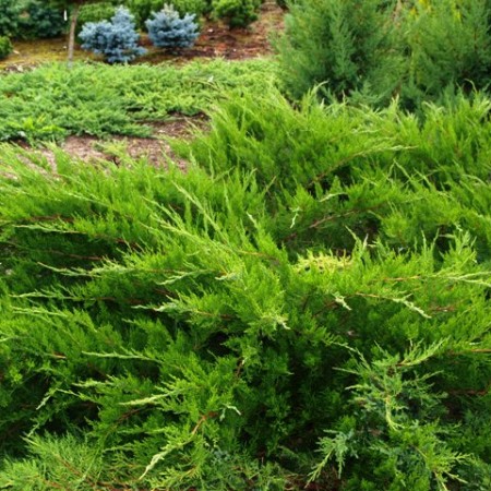 Можжевельник средний Mint Julep 40-60 см