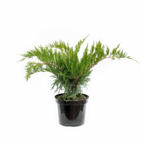 Можжевельник средний Mint Julep 40-60 см