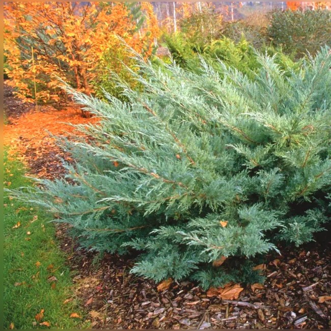 Можжевельник виргинский Hetz 40-60 см