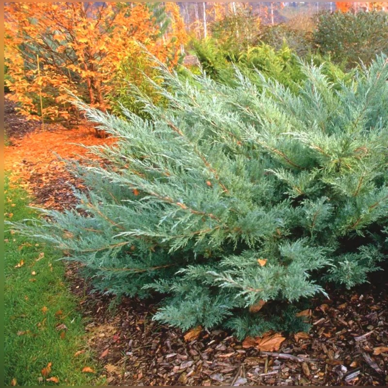 Можжевельник виргинский Hetz 40-60 см