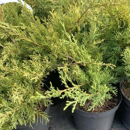 Можжевельник виргинский Hetz 40-60 см