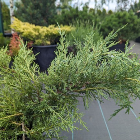 Можжевельник виргинский Hetz 40-60 см