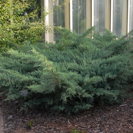 Можжевельник виргинский Hetz 40-60 см