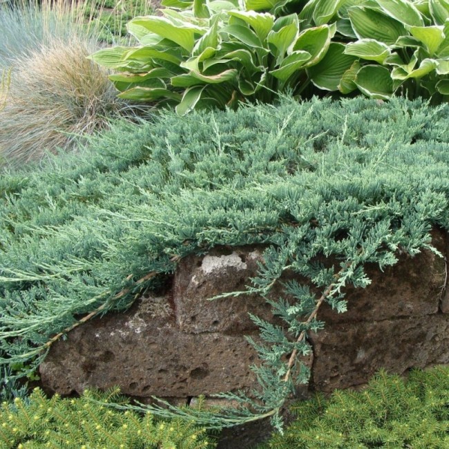 Можжевельник горизонтальный Glacier 40-60 см