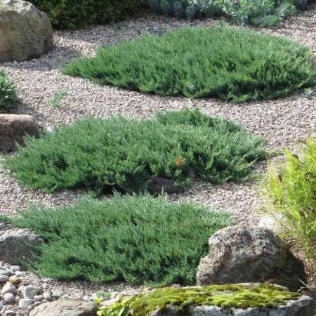 Можжевельник горизонтальный Glacier 40-60 см