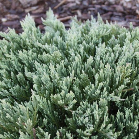 Можжевельник горизонтальный Glacier 40-60 см