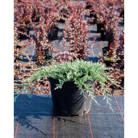 Можжевельник горизонтальный Glacier 40-60 см