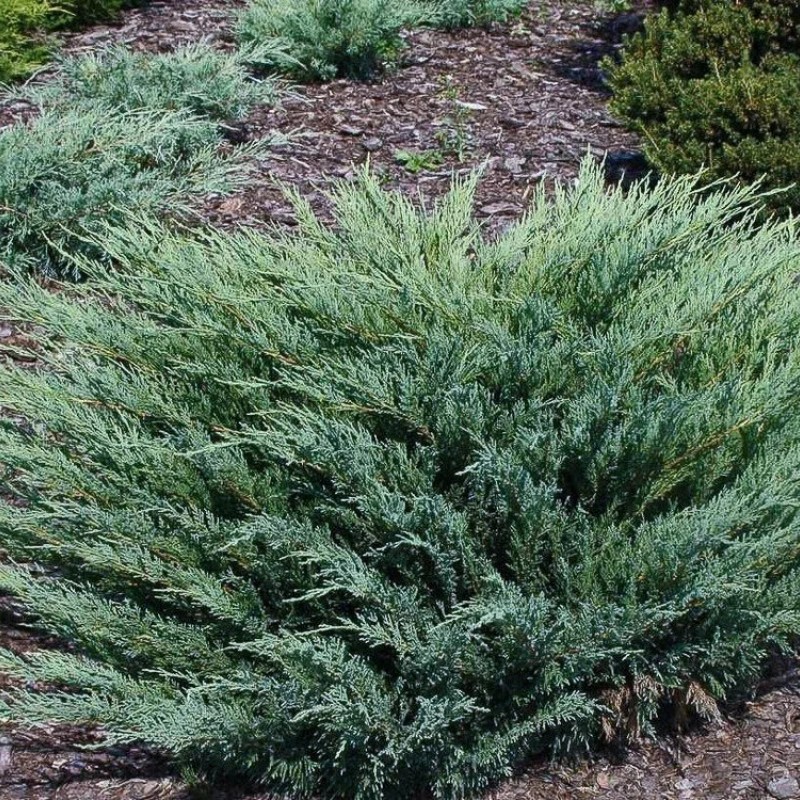Можжевельник казацкий Blue Sparkle