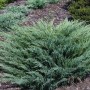 Можжевельник казацкий Blue Sparkle