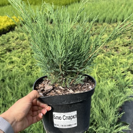 Можжевельник казацкий Blue Sparkle
