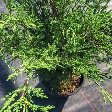 Можжевельник казацкий Blue Sparkle