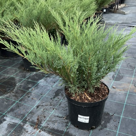 Можжевельник казацкий Blue Sparkle