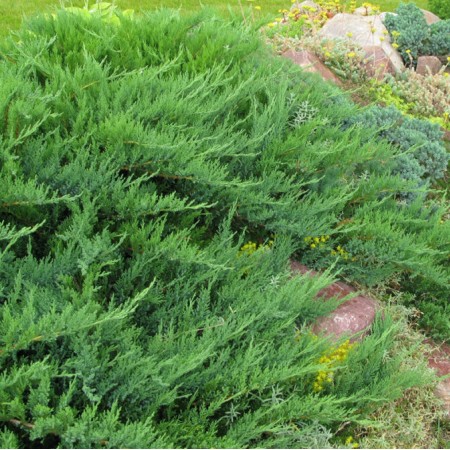 Можжевельник казацкий Tamariscifolia 20-30 см