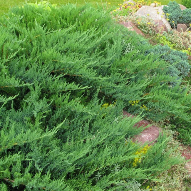 Можжевельник казацкий Tamariscifolia 20-30 см