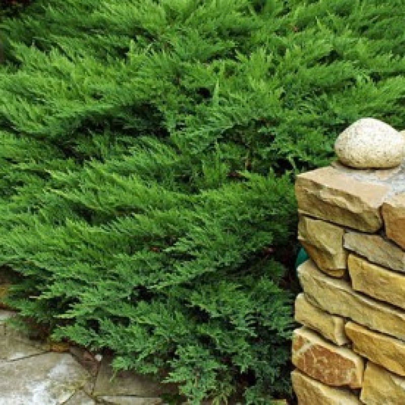 Можжевельник казацкий Tamariscifolia 20-30 см