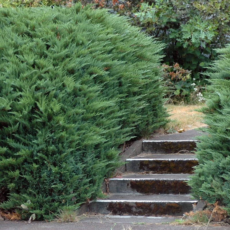 Можжевельник казацкий Tamariscifolia 20-30 см