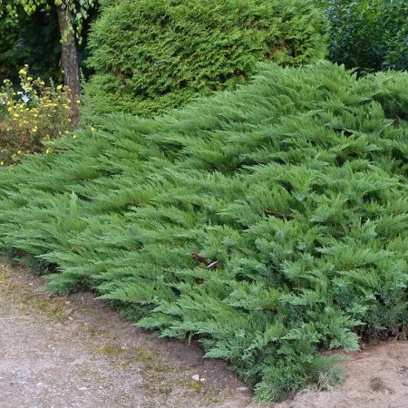 Можжевельник казацкий Tamariscifolia 20-30 см