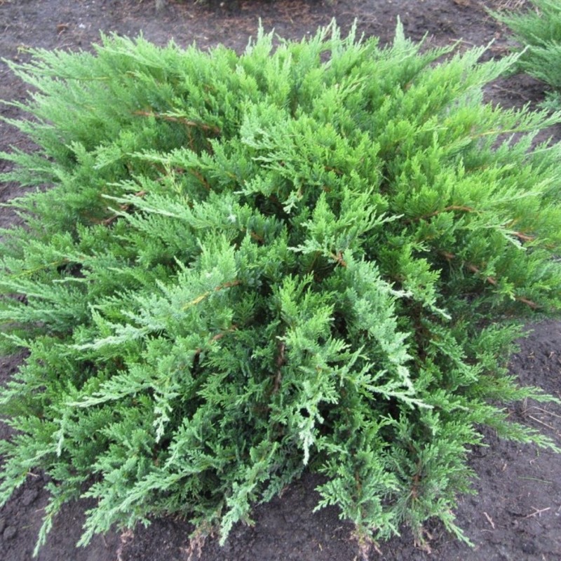 Можжевельник казацкий Tamariscifolia 20-30 см