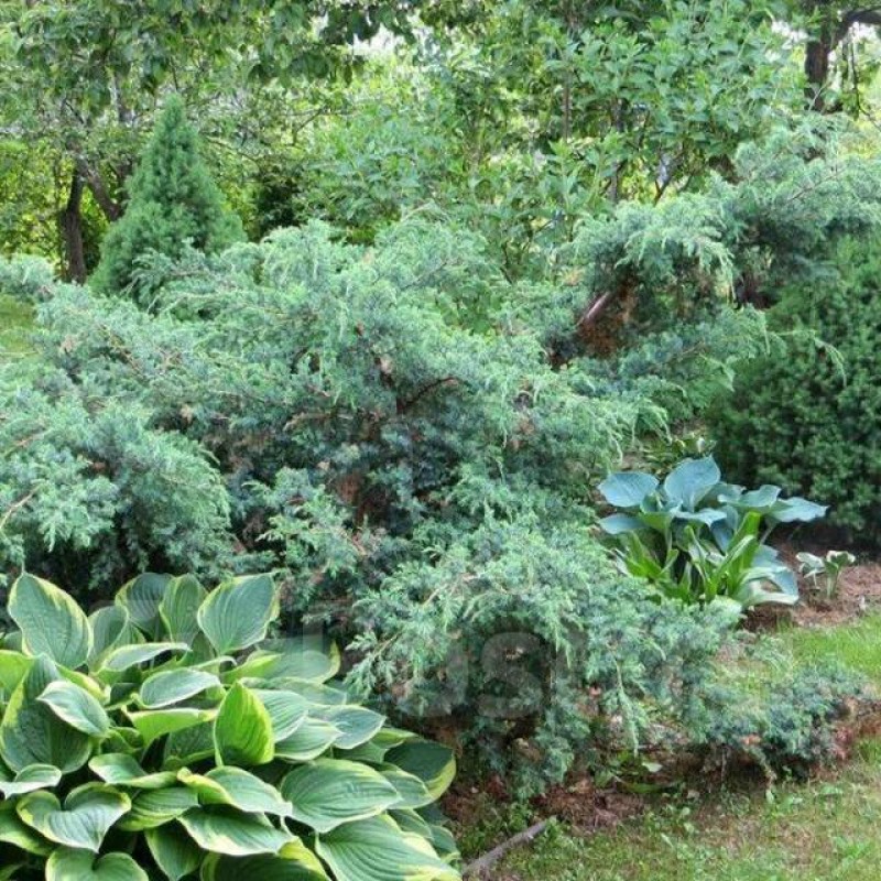 Можжевельник китайский Blue Alps 40-60 см