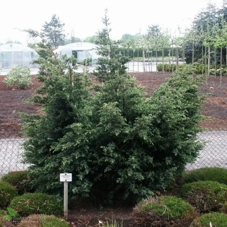 Можжевельник китайский Blue Alps 40-60 см