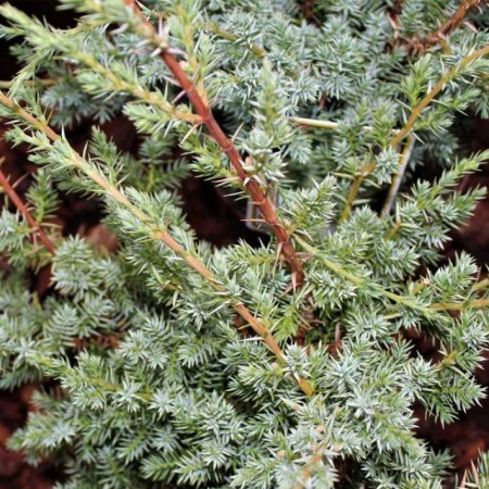 Можжевельник китайский Blue Alps 40-60 см