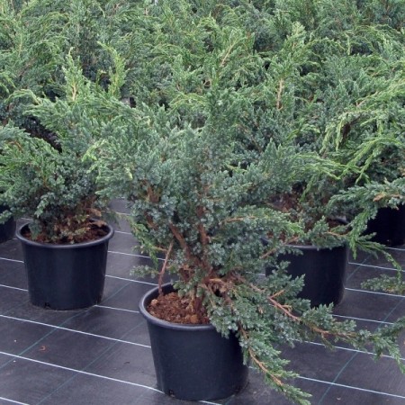 Можжевельник китайский Blue Alps 40-60 см