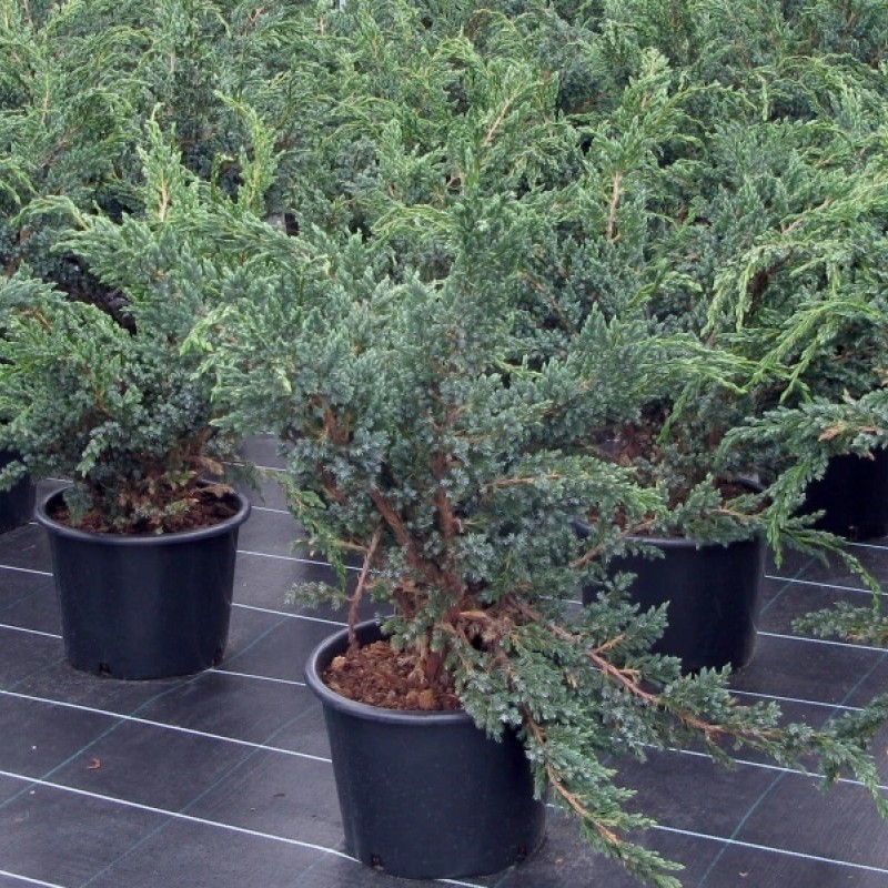 Можжевельник китайский Blue Alps 40-60 см