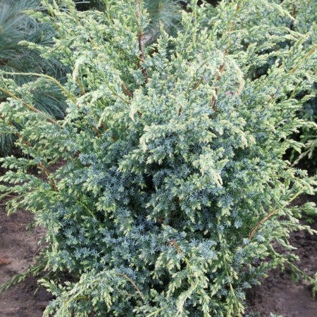 Можжевельник китайский Blue Alps 40-60 см