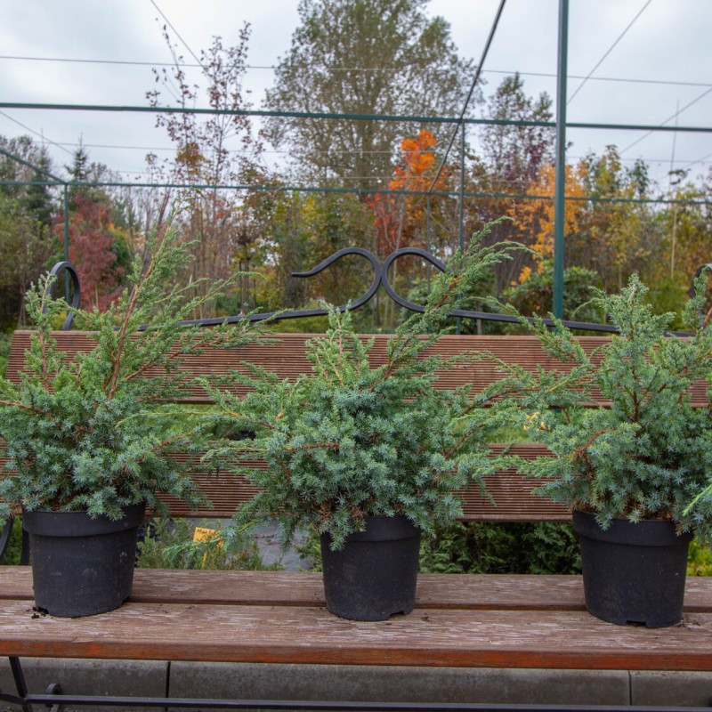 Можжевельник китайский Blue Alps 40-60 см